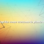 Risposta rapida: come crescono le piante di arachidi