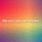 Che cos’è una capra pigmea