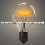 Come coltivare uva senza semi