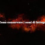 Come conservare i semi di lattuga