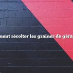 Comment récolter les graines de géranium