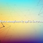 Cosa mangiano le api in inverno