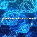 ¿Cómo crecen los manzanos?