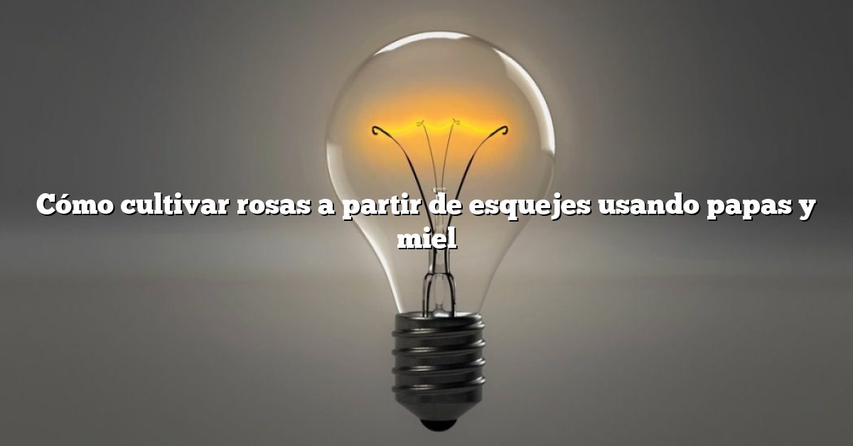 Cómo cultivar rosas a partir de esquejes usando papas y miel