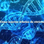 Cómo injertar árboles de cítricos