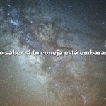 ¿Cómo saber si tu coneja está embarazada?