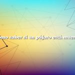 Cómo saber si un pájaro está muerto