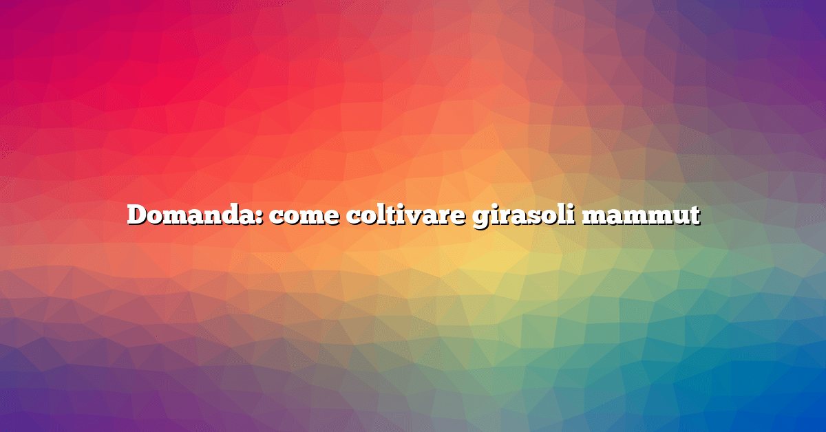 Domanda: come coltivare girasoli mammut
