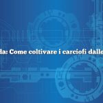Domanda: Come coltivare i carciofi dalle corone