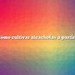 Pregunta: Cómo cultivar alcachofas a partir de coronas