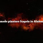 Quando piantare fragole in Alabama