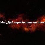 Respuesta rápida: ¿Qué aspecto tiene un huevo de petirrojo?