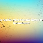 Respuesta rápida: ¿Qué tamaño tienen los conejos holandeses?