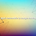 À quoi ressemble la sauge sauvage