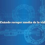 Cuándo recoger sandía de la vid
