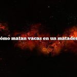 ¿Cómo matan vacas en un matadero?