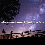 Domanda: come fanno i conigli a fare sesso