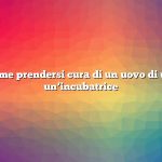 Domanda: come prendersi cura di un uovo di uccello senza un’incubatrice