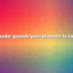 Domanda: quando puoi piantare le carote?