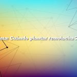 Pregunta: Cuándo plantar remolacha Zona 6