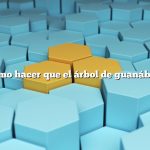 Pregunta: Cómo hacer que el árbol de guanábana dé frutos