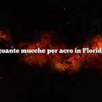 Quante mucche per acro in Florida