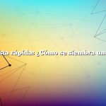 Respuesta rápida: ¿Cómo se siembra una papa?