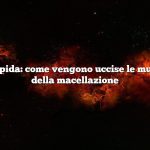 Risposta rapida: come vengono uccise le mucche prima della macellazione