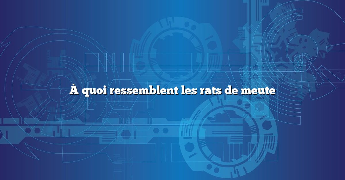 À quoi ressemblent les rats de meute