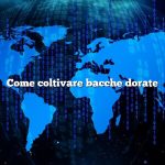 Come coltivare bacche dorate