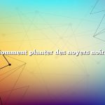 comment planter des noyers noirs