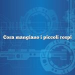 Cosa mangiano i piccoli rospi