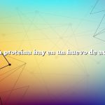 ¿Cuánta proteína hay en un huevo de avestruz?