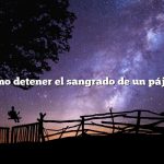 Cómo detener el sangrado de un pájaro