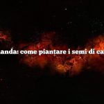 Domanda: come piantare i semi di cavolo