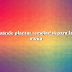 Pregunta: Cuándo plantar remolacha para la cosecha de otoño