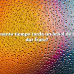 Pregunta: ¿Cuánto tiempo tarda un árbol de tamarindo en dar fruto?