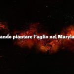 Quando piantare l’aglio nel Maryland