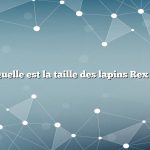 Quelle est la taille des lapins Rex ?