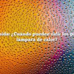 Respuesta rápida: ¿Cuándo pueden salir los pollitos sin una lámpara de calor?