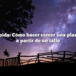 Respuesta rápida: Cómo hacer crecer una planta de hibisco a partir de un tallo