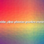 Respuesta rápida: ¿Qué plantas pueden crecer en invierno?