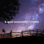 à quoi ressemble l’érable