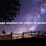 Come piantare un campo di girasoli