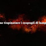 Come trapiantare i cespugli di lamponi