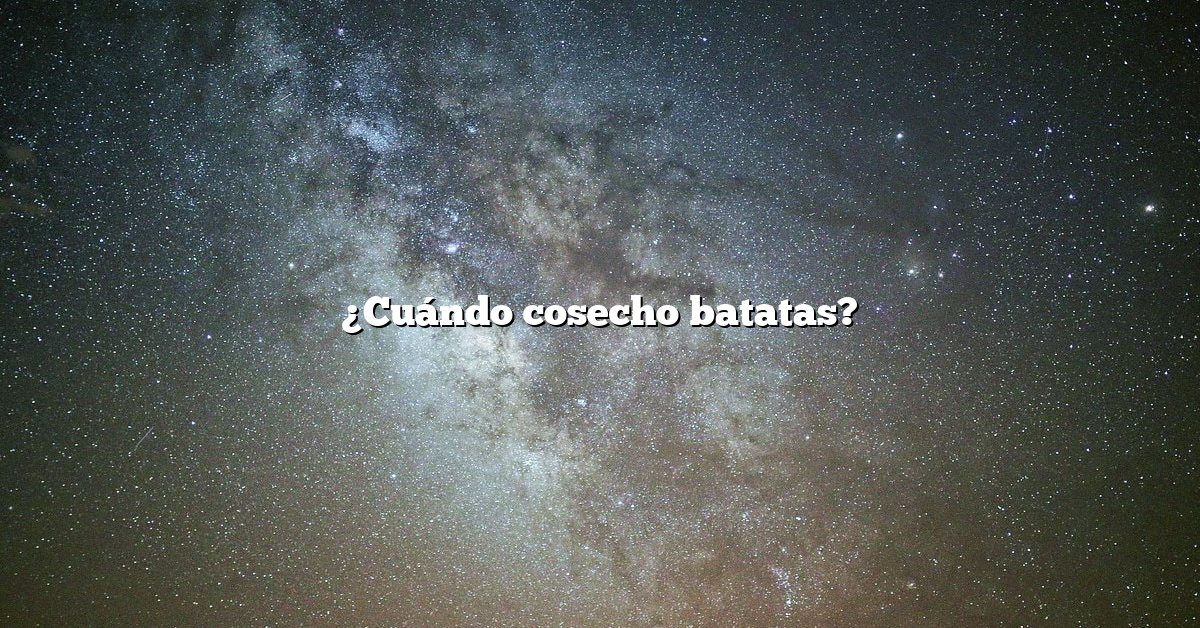 ¿Cuándo cosecho batatas?