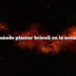 Cuándo plantar brócoli en la zona 6