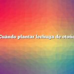 Cuándo plantar lechuga de otoño