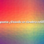 Pregunta: ¿Cuándo se siembra coliflor?