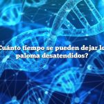 Pregunta: ¿Cuánto tiempo se pueden dejar los huevos de paloma desatendidos?